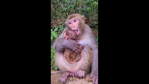 Monkey 🐒 Video