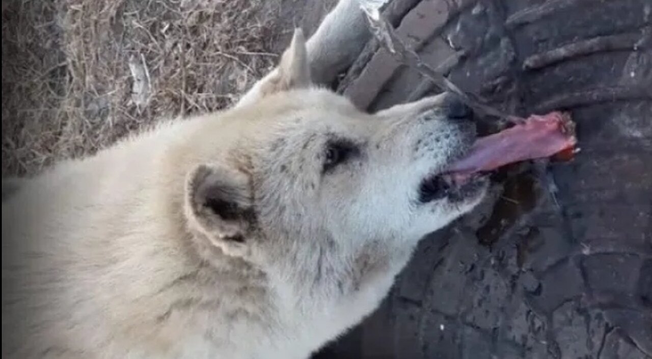 She licked the manhole cover and fell into a terrible trap