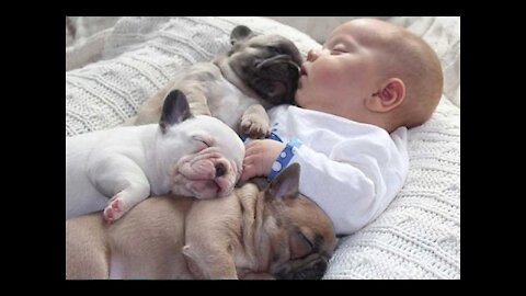 Cutest Relationship French Bulldog And Baby Videos Compilation