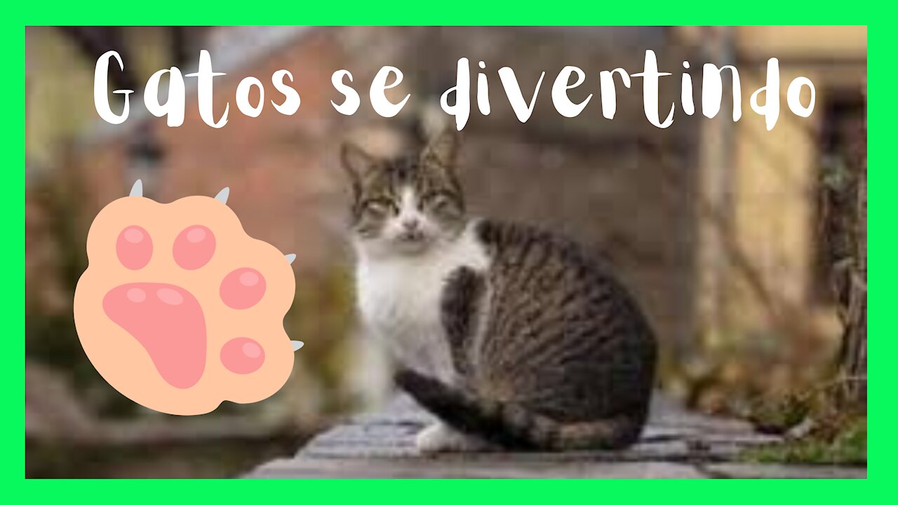 Cute kittens playing and having fun