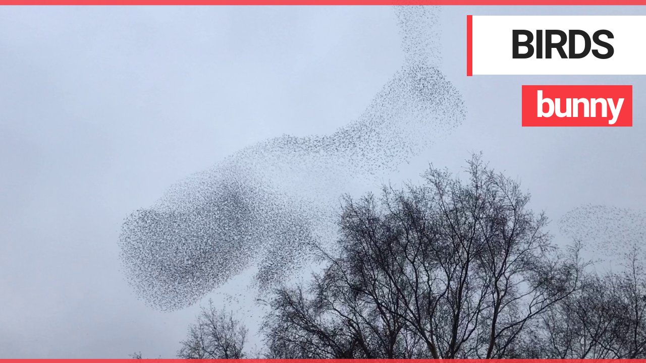 Amazing video shows huge flock of birds taking the shape of a rabbit