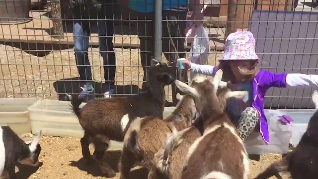 Little Girl Feeds Baby Goats, Ends Up Falling In The Water