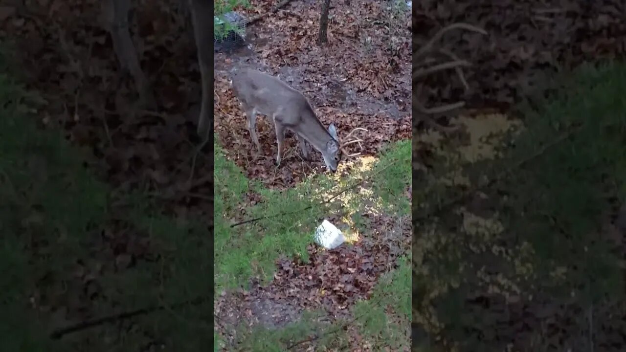Not big enough for the arrow. Maybe next year.