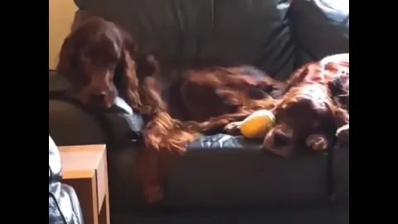 snores dog