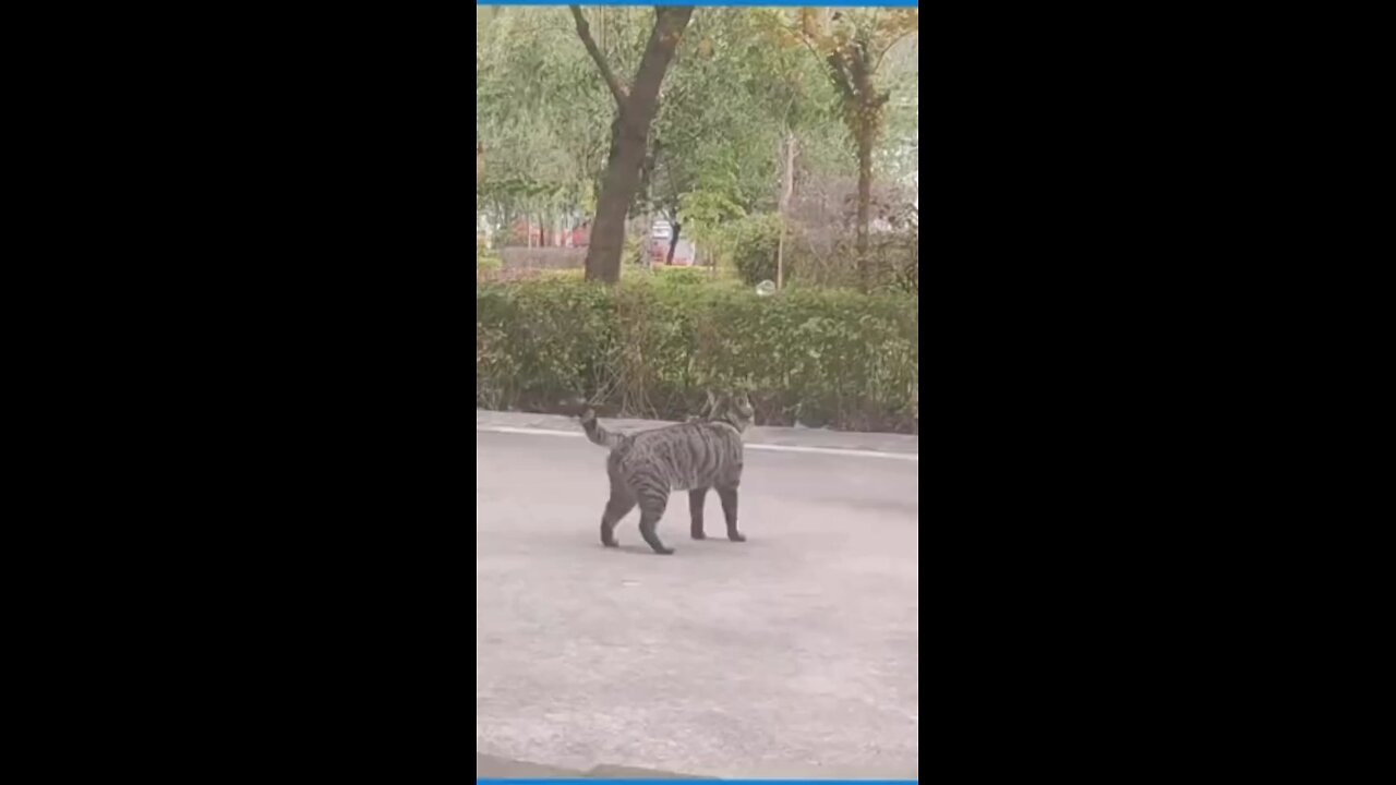 funny video