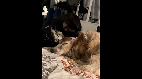 Dog gets a facial from a cat