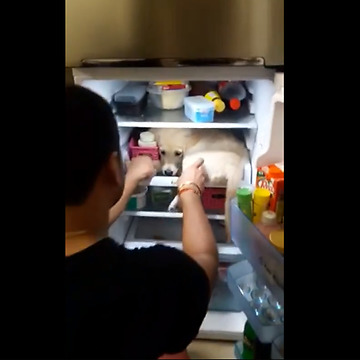 Puppy Has Found A Chilling Spot In The Fridge And Totally Enjoys It