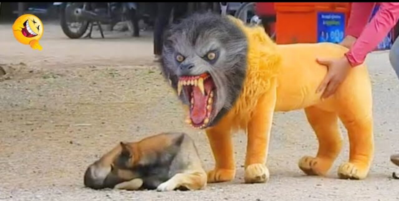 Prank dog with fake lion and tiger funny video