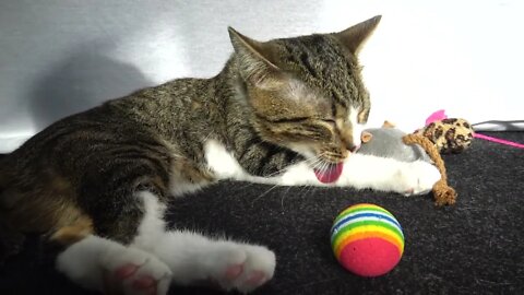 Kitten Washes His White Socks