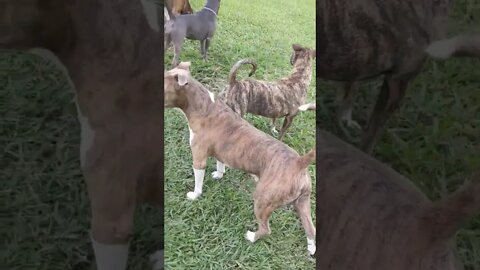 Pack of pitbulls on a Fresh cut lawn #shorts
