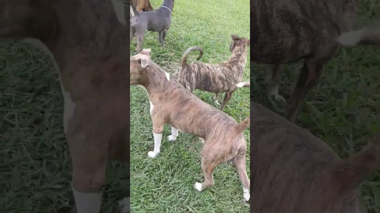 Pack of pitbulls on a Fresh cut lawn #shorts