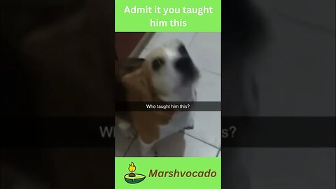 Cute dog dancing #shorts #funnyvideos #dogsoftiktok #joke #marshvocado #petsoftiktok #fyp #dancing
