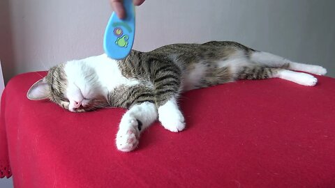 It Is Brushing Time for the Cat