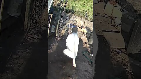 Farm cam. Maremma pup checking out the birds