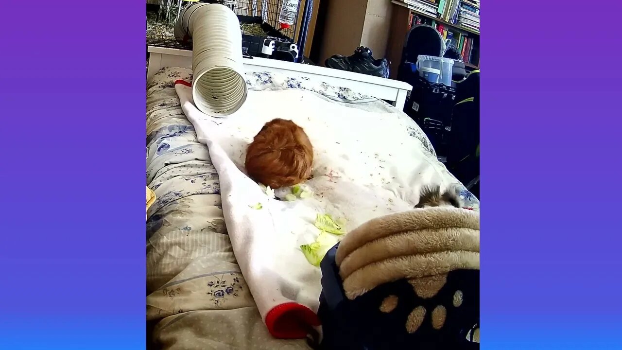 Guinea Pig New Adventures Through a Tunnel