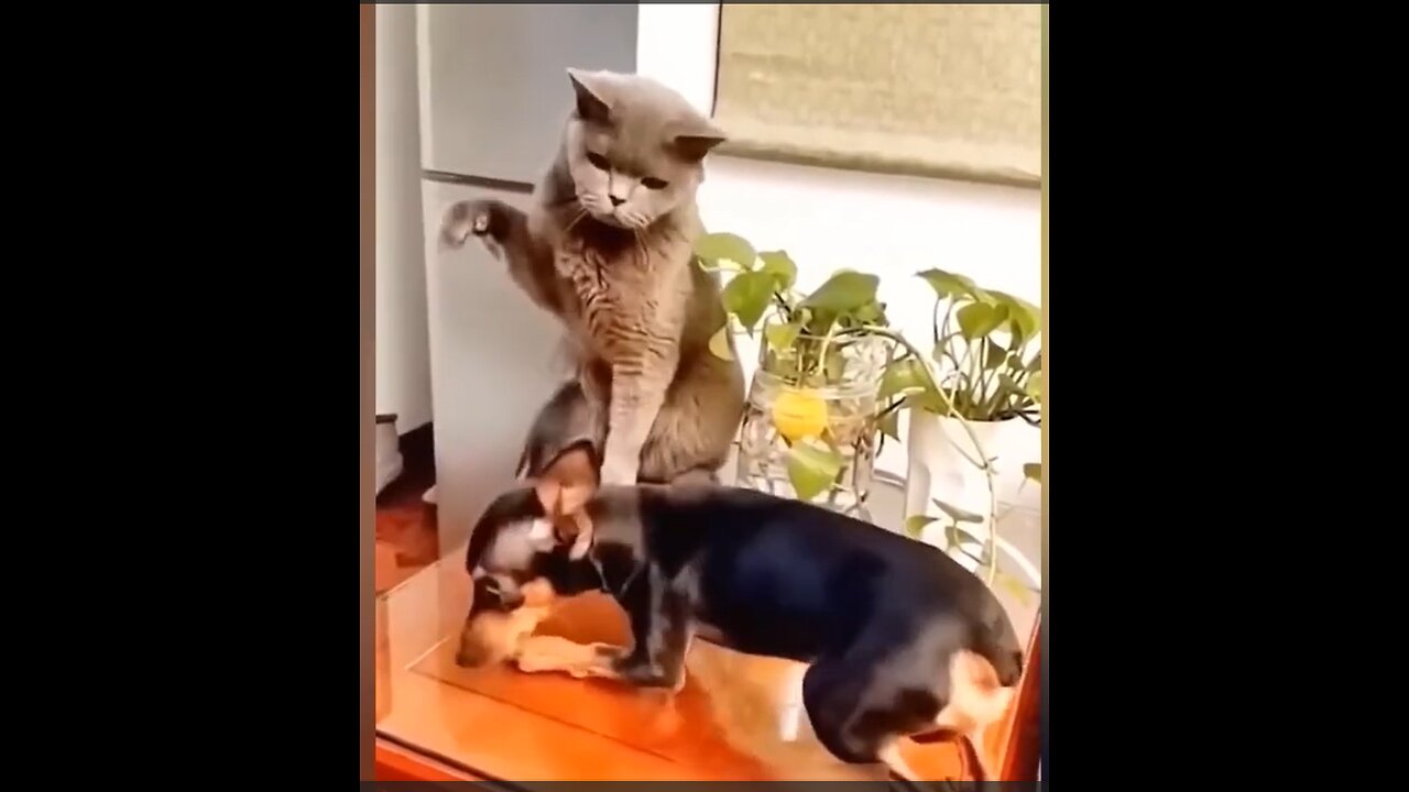 Funny Animal Videos 2024 🥰 - Funniest Dogs and Cats Videos