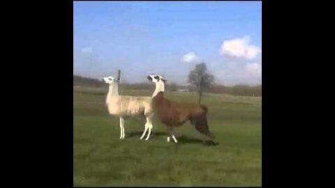 Lama Tanz