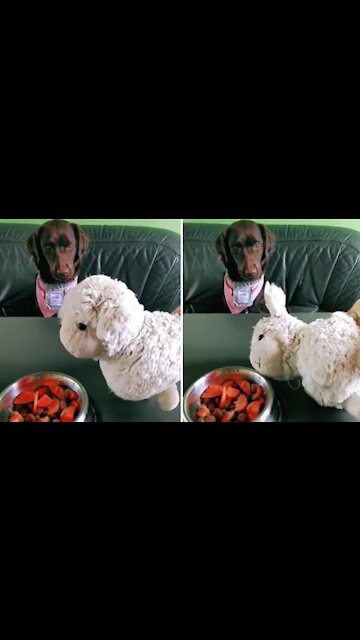 Pup sees toy die from "poisoned food", instantly spits out treat