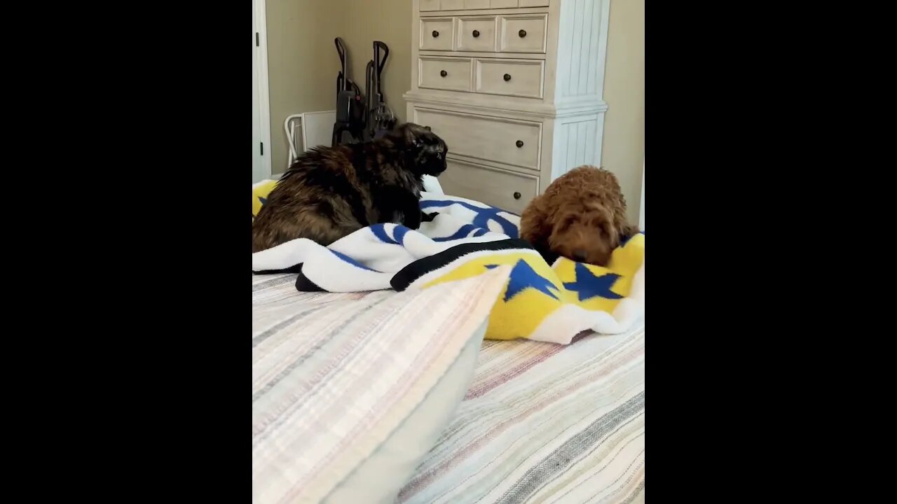 Cat v. Puppy