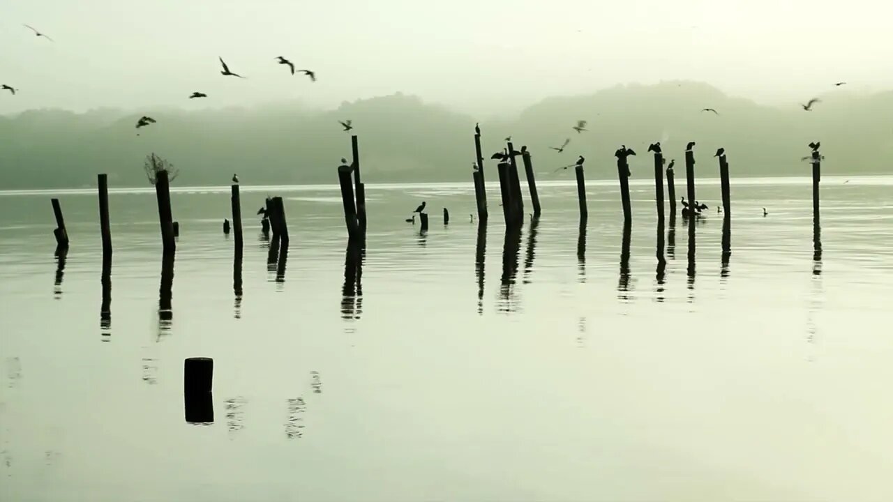 Beachfront B Roll Birds on Wood Free to Use HD Stock Video Footage