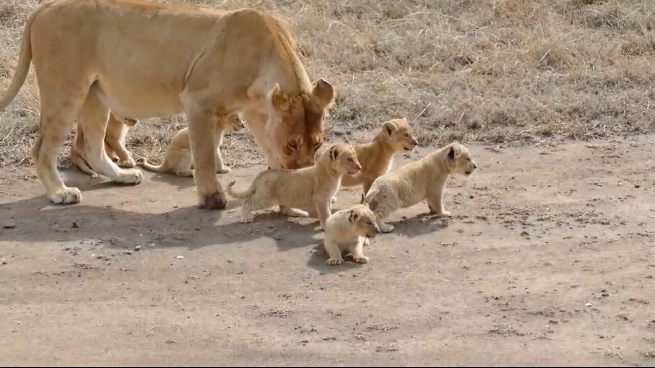 SIX LION CUBS enjoy their first outdoor