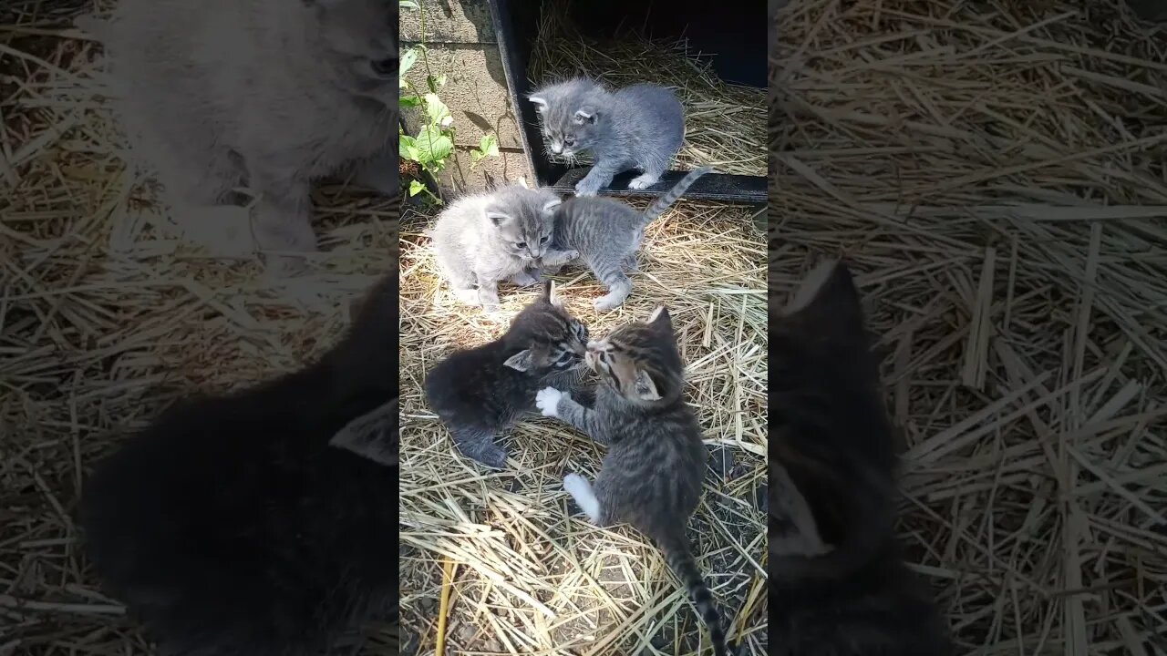 Kitten Boxing Match