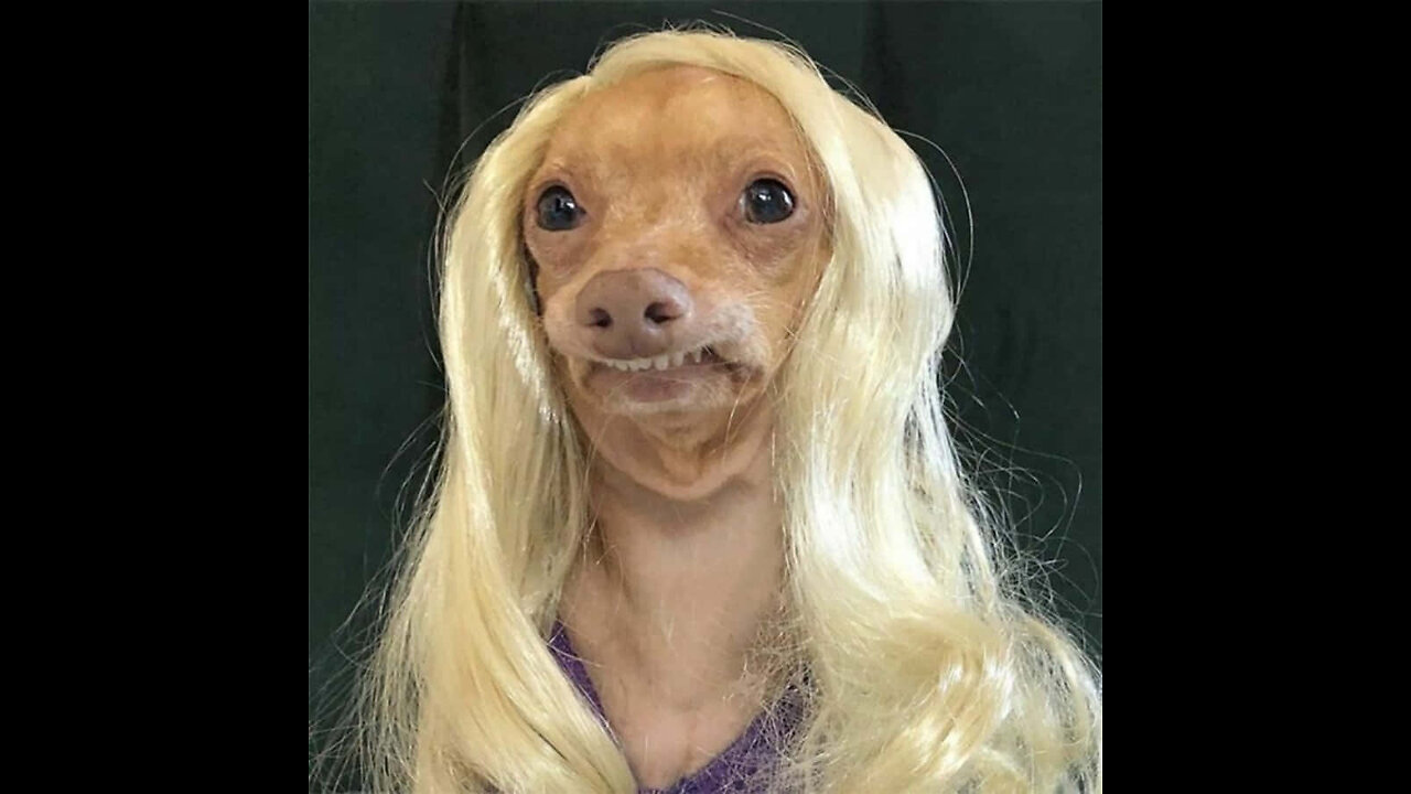 Funny Dog Videos
