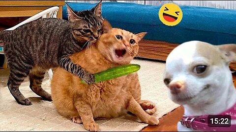 Funny Dogs and Cats Videos 2024 - Best Funniest Animal Videos This Week #1