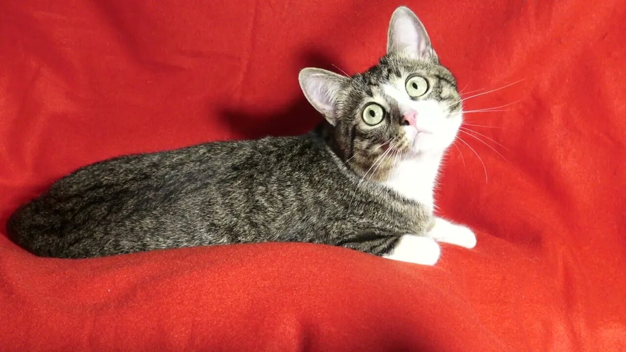 A Sweet Attentive Cat
