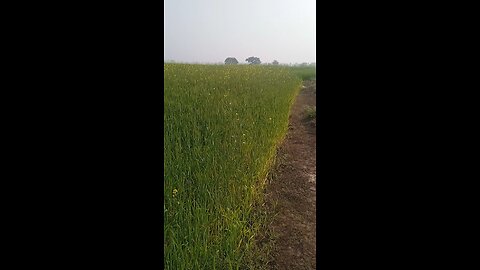 my village