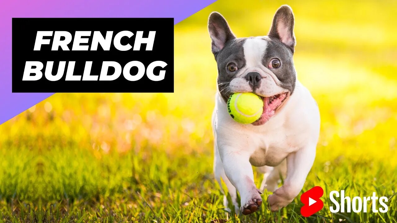 French Bulldog 🐶 One Of The Smallest Dog Breeds In The World #shorts