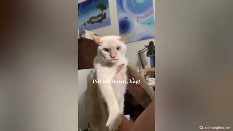 Super FUNNY CAT