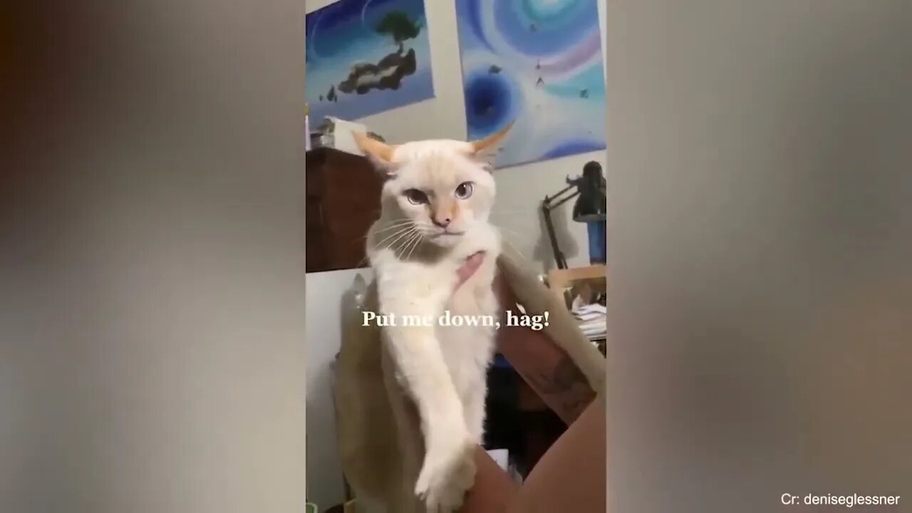 Super FUNNY CAT