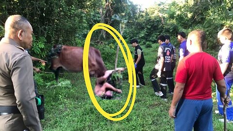 Naked man tries to rape a cow: She gets furious and gores him 🐮🐄