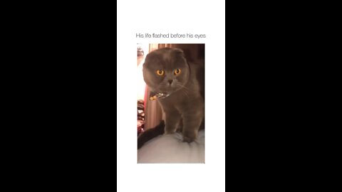 The cat was baffled