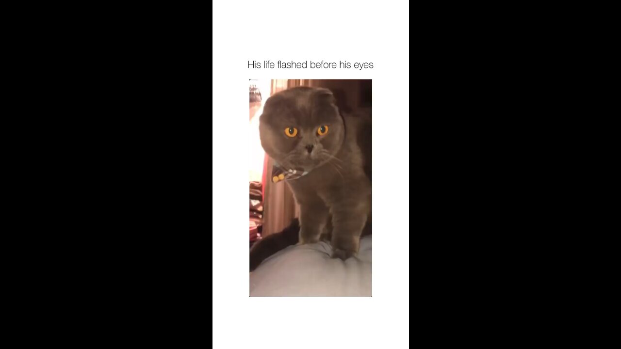 The cat was baffled