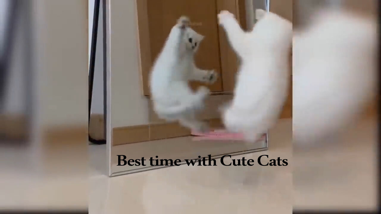 15 Minutes of Adorable Kittens 😍 | BEST Compilation