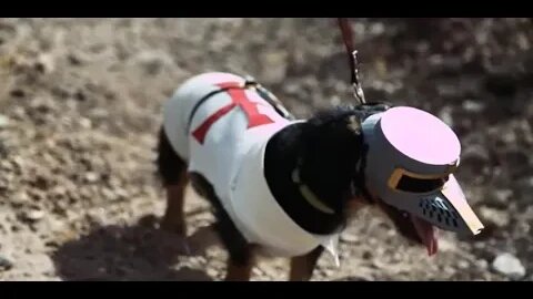 Templar Knight Dog Deus Vult