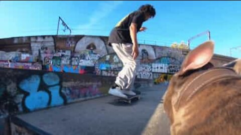 Hund filmer skateboardere som en professionel kameramand