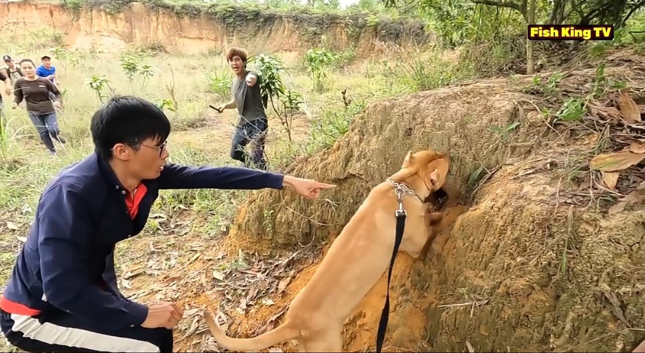 The Brave Hunter Surrounds The Nest Of 20 Violent Cobras