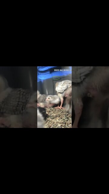 Keet hatchings sit under 2 week old chicks