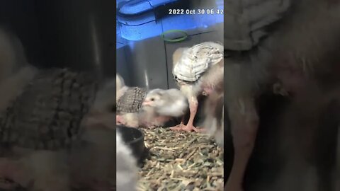 Keet hatchings sit under 2 week old chicks