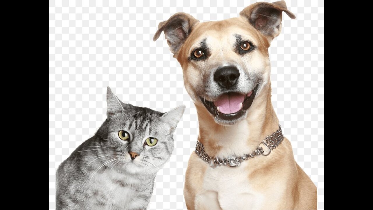 Funniest Animals Complition #4