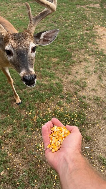 Hand Feeding the Bucks Some Corn