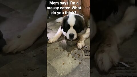 #messy #messyeater #sloppy #dogmom #saintbernard #dinner