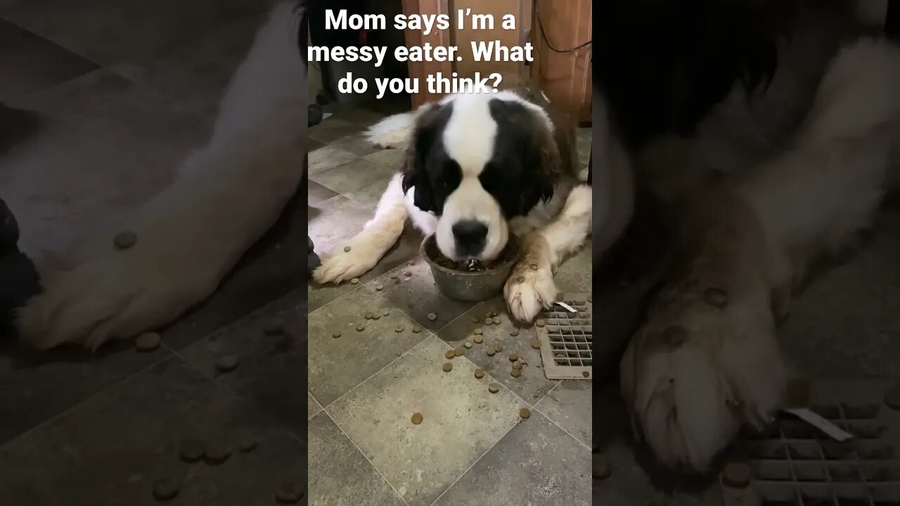 #messy #messyeater #sloppy #dogmom #saintbernard #dinner
