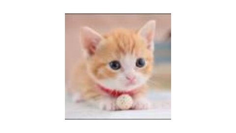 Omg So Cute Cats Best Funny Cat Videos 2021 (Part 1)