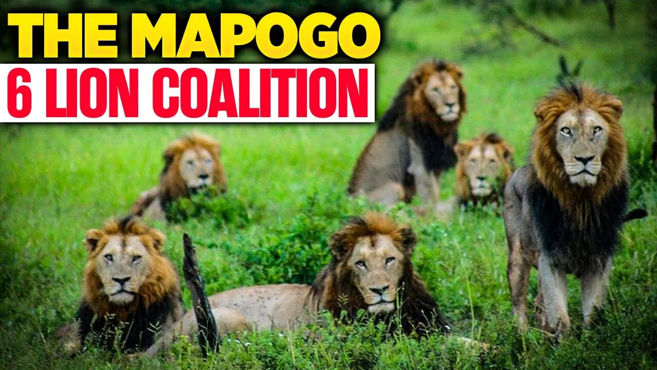 6 Mapogo Lion Coalition!