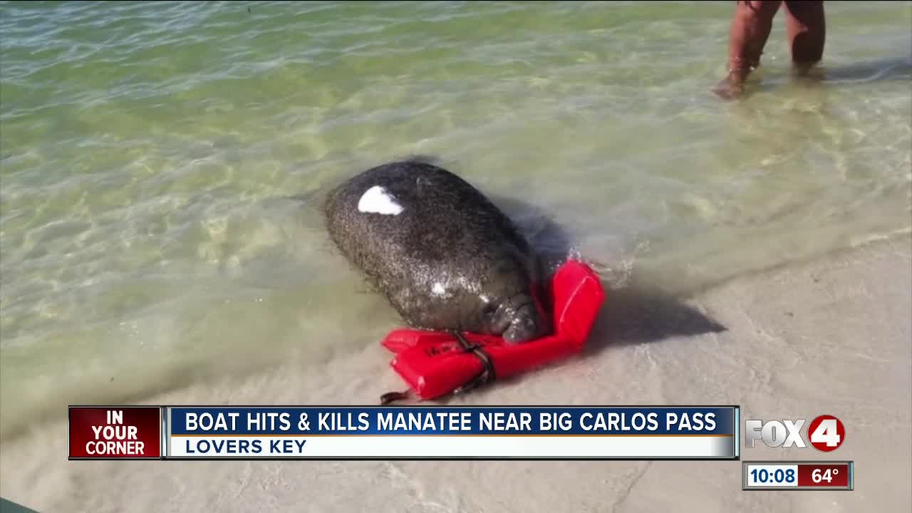 Manatee hit and killed by boat at Big Carlos Pass