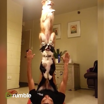 This Compilation Of Playful Dogs Will Definitely Brighten Your Day.